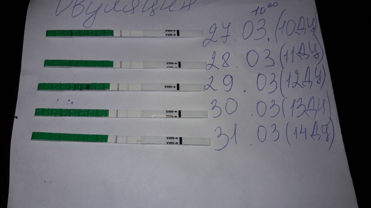 походу нет овуляции...