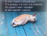 Тяжело быть собакой:)