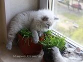 Корм для кошек Наша марка