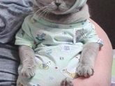 тренируюсь на кошках