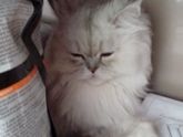 Кот в добрые руки