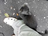 Керчь. Подкинули красивую пушистую кошечку голубого окраса.