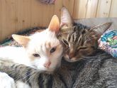 Котики нежности