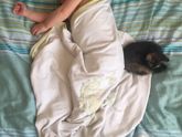 Мои котята