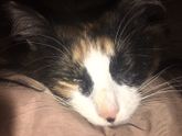 🐈Киса🐈