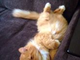 Котэ