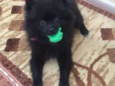 Мои красотки)))Клёпа и Муся!))