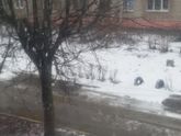 Снова полетели "белые мухи"