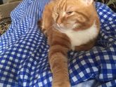 Лежит балдеет 🐱