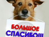 "Добрый пес-8" 13 ноября БИЙСК Информация Свежие новости