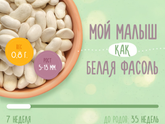 Моя любимая фасолинка с