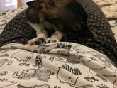 Мой пёс кажется что