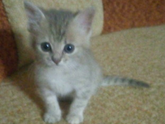 От нечего делать, про котейку.