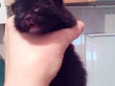 Sos!!!!СТАВРОПОЛЬ !!!!Срочно нужна кормящая кошка!!!!Нашла 2 котят им неделя максимум,отказываются есть!!!!Помогите пожалуйста …