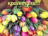🌷🌷🌷🌷🌷