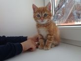 Как назвать котенка +фото