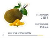 34 недели