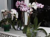 Давно не писала посты))) цветочки покажу вам свои))