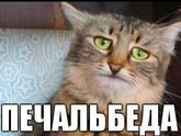 Вот надо было.....Квитанция... Сад...или день козлик...