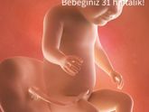 31Недель