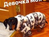 Моя любовь к собакам меня убьёт когда-нибудь