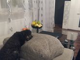 Любимое место Мужа и Собаки