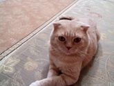 Про кота