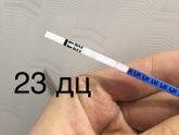 Овуляция