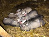 Наши "детки"🐼🐨🐱 и их потомство