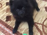 Мои красотки)))Клёпа и Муся!))