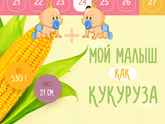 24 недельки