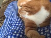 Лежит балдеет 🐱