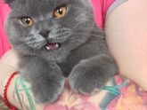 Котика вам в ленту