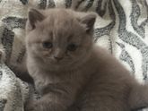 Дурдом 🙀просто жалуюсь