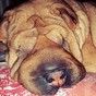 Моя Масюнька❤🐶