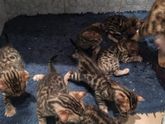Пробные естествннные роды