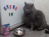 Юбилей! 10 лет! у кота)))))