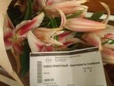26.02.2017г. г.Воронеж Воронежский концертный зал, спектакль "Авантюристы поневоле"