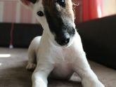 Не брезгливым!Вопрос о болезни собаки!