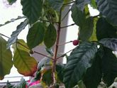 домашние растения.. кофейное дерево (Coffea)