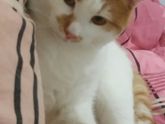 Братья наши меньшие 😻