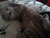 кошка.сошла с ума.