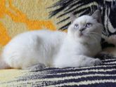Как назвать котика??