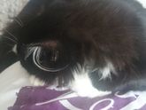 Мой котик.