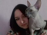 Кошки-сфинксы..