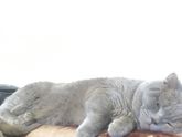 Про кота