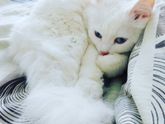 Неужели в кровати я одна!