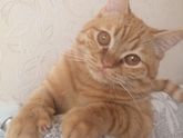 Девочки,у кого как коты