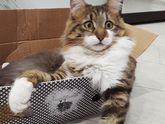 Мой первый котосын))люблю эту