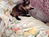 Котятки в добрые руки, Харьков
